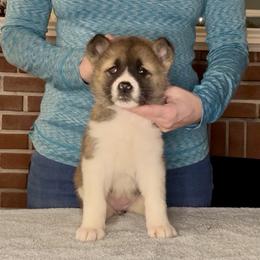 Flurry- Girl 4 - Red female Akita puppy in Coopersburg, Pennsylvania from Main Street Akitas