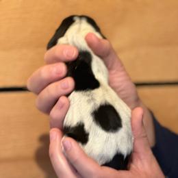 Female 2 - Black brown and white female Basset Hound puppy in Lindley, New York from Hill Top Basset Hounds & Cane Corso