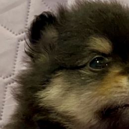 Pomeranians from Peapod Pomeranians