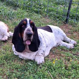 Prince - Basset Hound