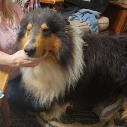 Ebony - Black white and tan male Collie puppy in Nevada, Missouri from Briarwood Collies