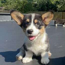 Girl 1 - Black and tan female Pembroke Welsh Corgi puppy in Chesterton, Indiana from Oliver Pembroke Welsh Corgis