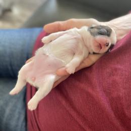 Shih Tzu Puppies from Willow Lane Shih Tzus