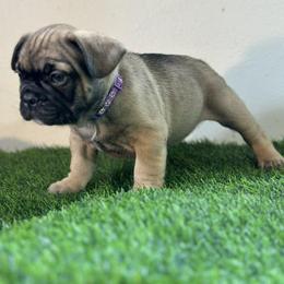 Juju Bean - Fawn female French Bulldog puppy in Buchanan, Michigan from Christie's Frenchies