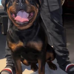 Draxi - Rottweiler