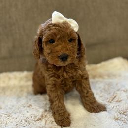 Pheobe - Red  female Goldendoodle puppy in North Highlands, California from The Purrfectpups
