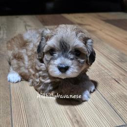 Mocha - Red sable male Havanese puppy in Batesville, Arkansas from Hillbilly Havanese