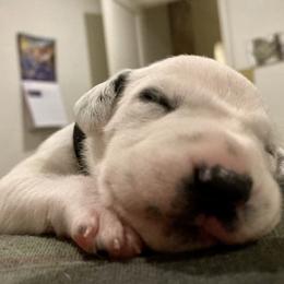 Dalmatian Puppies from Dalmatian Vacation