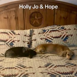 Dachshund All Grown Up from Yellow Rose Dachshunds