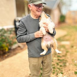 Miniature American Shepherd and Miniature Australian Shepherd Puppies from Whiskeytown Aussies