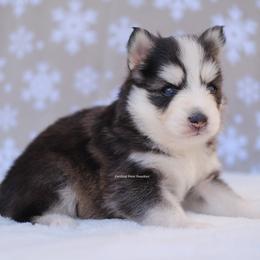 Coal - Black and white male Pomsky puppy in Boca Raton, Florida from Cardinal Point Pomskies