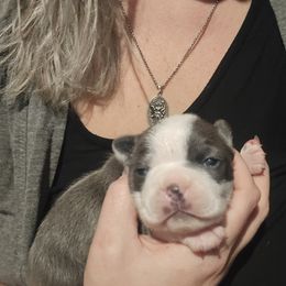 Lilac and white male - Lilac male Boston Terrier puppy in Seguin, Texas from Campos Farms