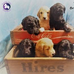 Goldendoodle Puppies from South Paw Doodles