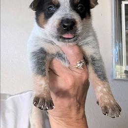 Boy 3 - Blue mottled male Australian Cattle Dog puppy in Choctaw, Oklahoma from Karen Elliott