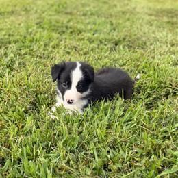 Cheyenne - Black and white female Border Collie puppy in Owenton, Kentucky from Three16 Ranch