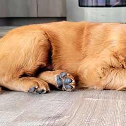 Golden Retriever Puppies from Carmel Bliss Golden Retrievers LLC