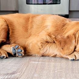 Golden Retriever Puppies from Carmel Bliss Golden Retrievers LLC