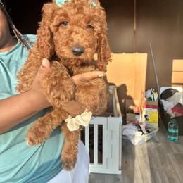Teal - Red  female Poodle puppy in Summit, Mississippi from poodles and doodles llc