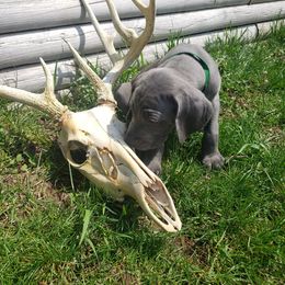 Weimaraner Puppies from Miller's Weimaraners
