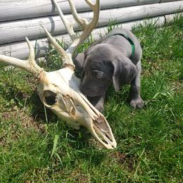 Weimaraner Puppies from Miller's Weimaraners