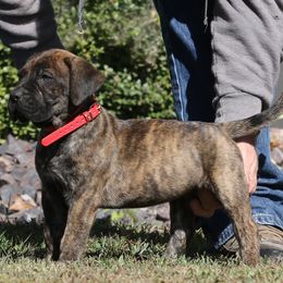 Red Collar - Tiger male Perro de Presa Canario puppy in Pocahontas, Illinois from Cabeza Grande Kennel