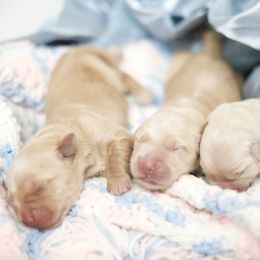 Second pick male - Golden male Golden Retriever puppy in Lemoore, California from UnrivaledGoldens
