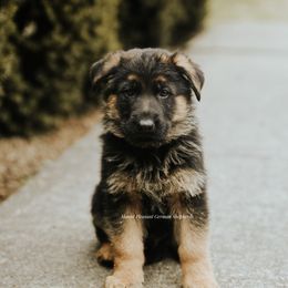 Boy 1 - German Shepherd puppy in Washington from Mount Pleasant German Shepherds