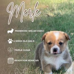Merle - Sable male Pembroke Welsh Corgi puppy in Ledbetter, Texas from Texas Pembroke Corgis