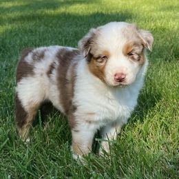 Copper - Red merle male Australian Shepherd puppy in York, South Carolina from Walnut Ridge Farms Aussies