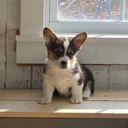 Girl 3 - Black and tan Pembroke Welsh Corgi puppy in Temple, Georgia from The Hope Ranch