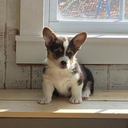 Girl 3 - Black and tan Pembroke Welsh Corgi puppy in Temple, Georgia from The Hope Ranch