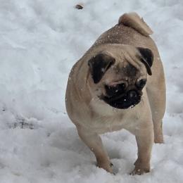 Pug puppies from Von Katzenstein Kennel