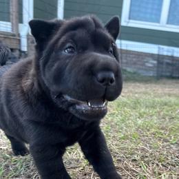 Jolie - Black female Chinese Shar-Pei puppy in Chipley, Florida from HapPei House of Wrinkles