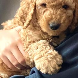 Goldendoodle Puppies from Royal Goldendoodles Doodle Lovers