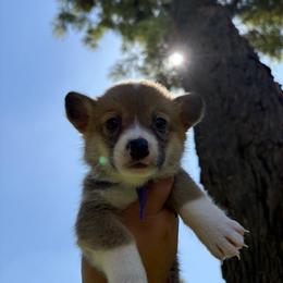 Charlotte (AKC) - Red female Pembroke Welsh Corgi puppy in Loma Linda, California from Osorio’s Corgis