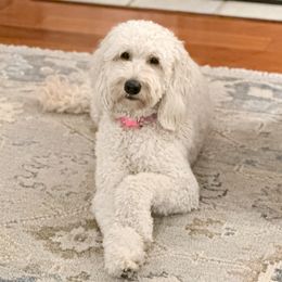 Lola - Goldendoodle