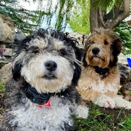Bernedoodles from Lakeview Ranch