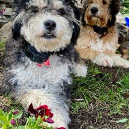 Bernedoodles from Lakeview Ranch