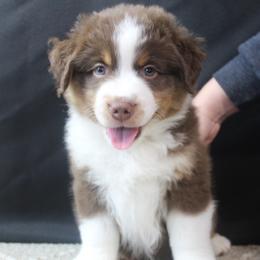 Owen - Red tri-color male Miniature American Shepherd puppy in Lewistown, Ohio from Maple Lane Miniature American Shepherd