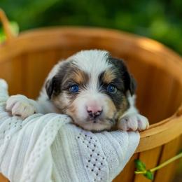 Rotini - Blue merle female Miniature Australian Shepherd puppy in Fort Collins, Colorado from Basil’s Sweet Creatures