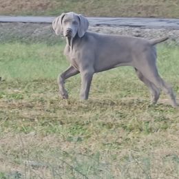 Weimaraner Puppies from So-IN Weimaraner's