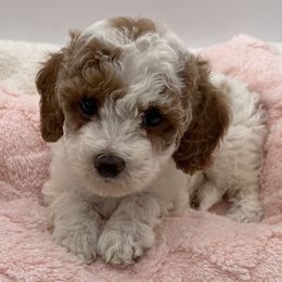 Pearl - Parti female Goldendoodle puppy in Kansas City, Kansas from Bella & Ivy’s Mini Goldendoodles of KC