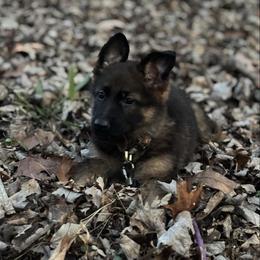 German Shepherd and Miniature Australian Shepherd Puppies from Haus Bossard German Shepherds