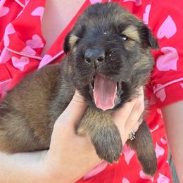 Orange Collar Girl - Sable female German Shepherd puppy in Dallas, Pennsylvania from Mountainside German Shepherds