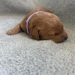 Rhaenyra - Apricot female Goldendoodle puppy in Richmond, Texas from Harper’s Heartbeats