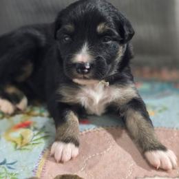 Light blue  collar boy - Black tri-color male Australian Shepherd puppy in Rainsville, Alabama from Chaparro Farm