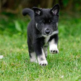 Talvi - Black and tan female Lapponian Herder puppy in Prattsburgh, New York from Maalattu Koirankoppi Lapponian Herders