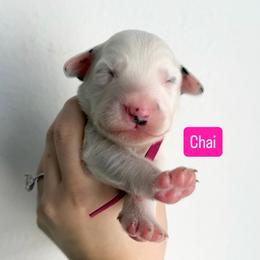 Chai - LUA long coat - White and black female Dalmatian puppy in Davenport, Florida from Sunny Jewels Dalmatians