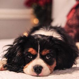 Cavalier King Charles Spaniel Puppies from Cavalier & Co.