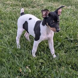 Crystal - Black white and tan female Rat Terrier puppy in Caldwell, Ohio from Forest Grove Rat Terriers